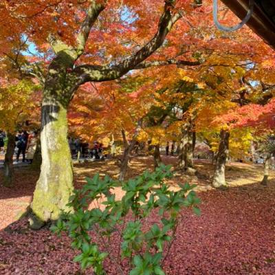 東福寺の紅葉