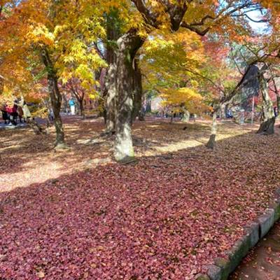 東福寺の紅葉