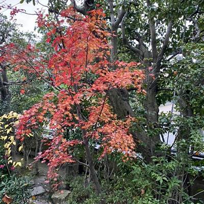 霊源院の紅葉