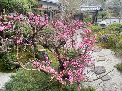霊源院の庭の梅の花