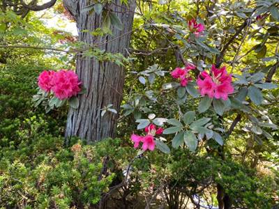 霊源院の西洋シャクナゲ